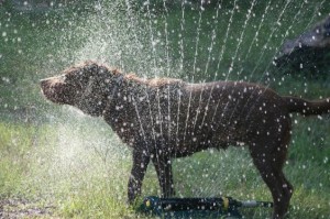 water spring dog